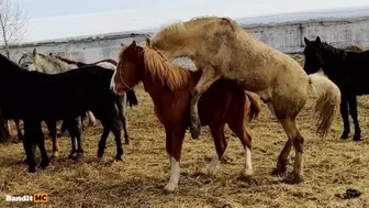 Как мы не снимали порно на конном дворе